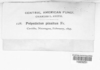 Polystictus pinsitus image